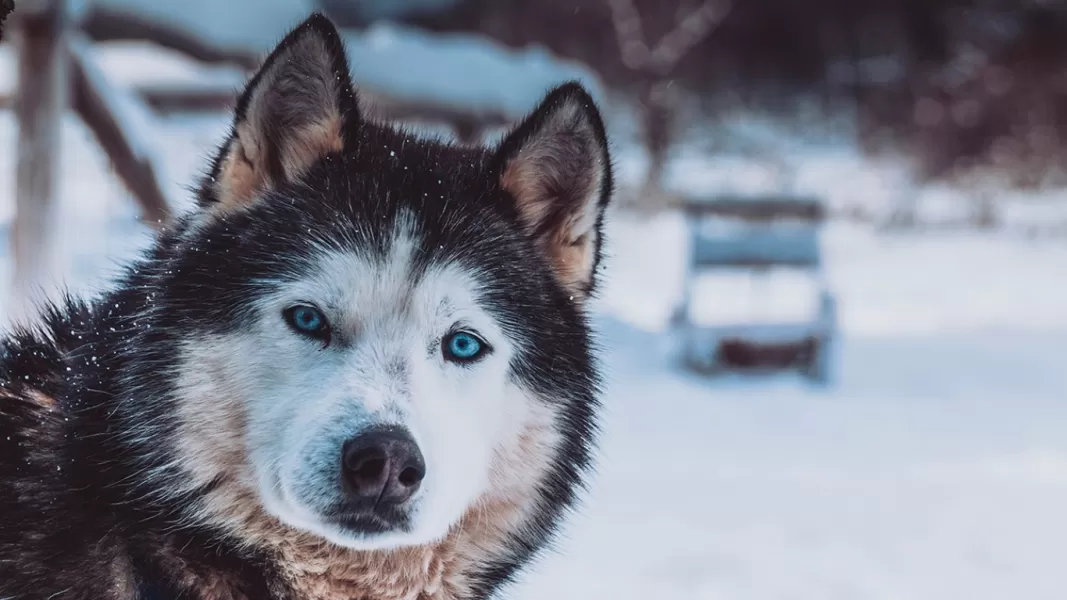 Polémica por perros siberianos y la ocupación irregular del Valle de los Lobos en Ushuaia