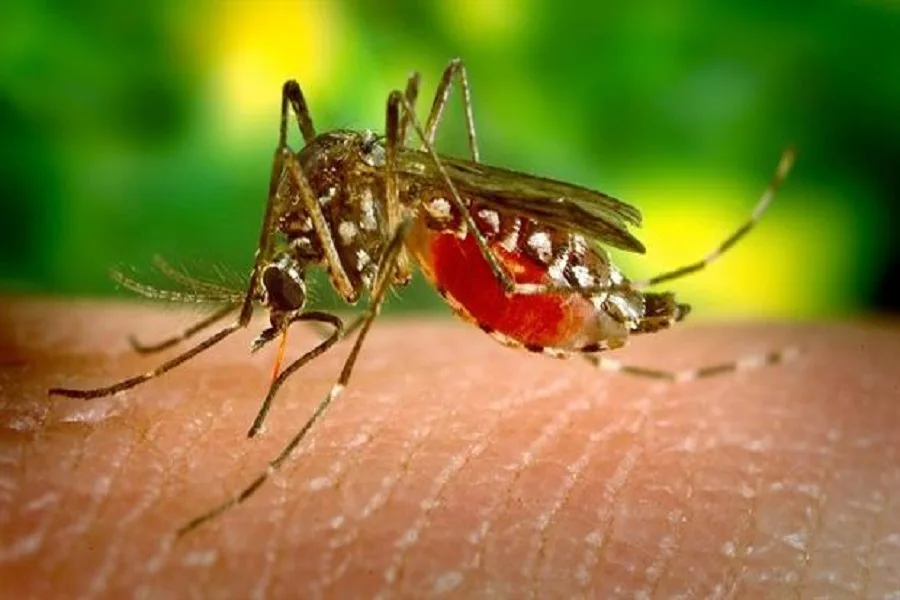 El zika, un virus transmitido por el Aedes aegypti, el mismo mosquito responsable por el dengue