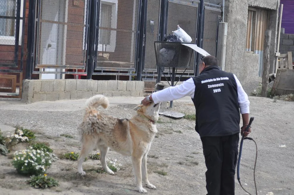 Los perros sueltos en Chacra XI, un peligro