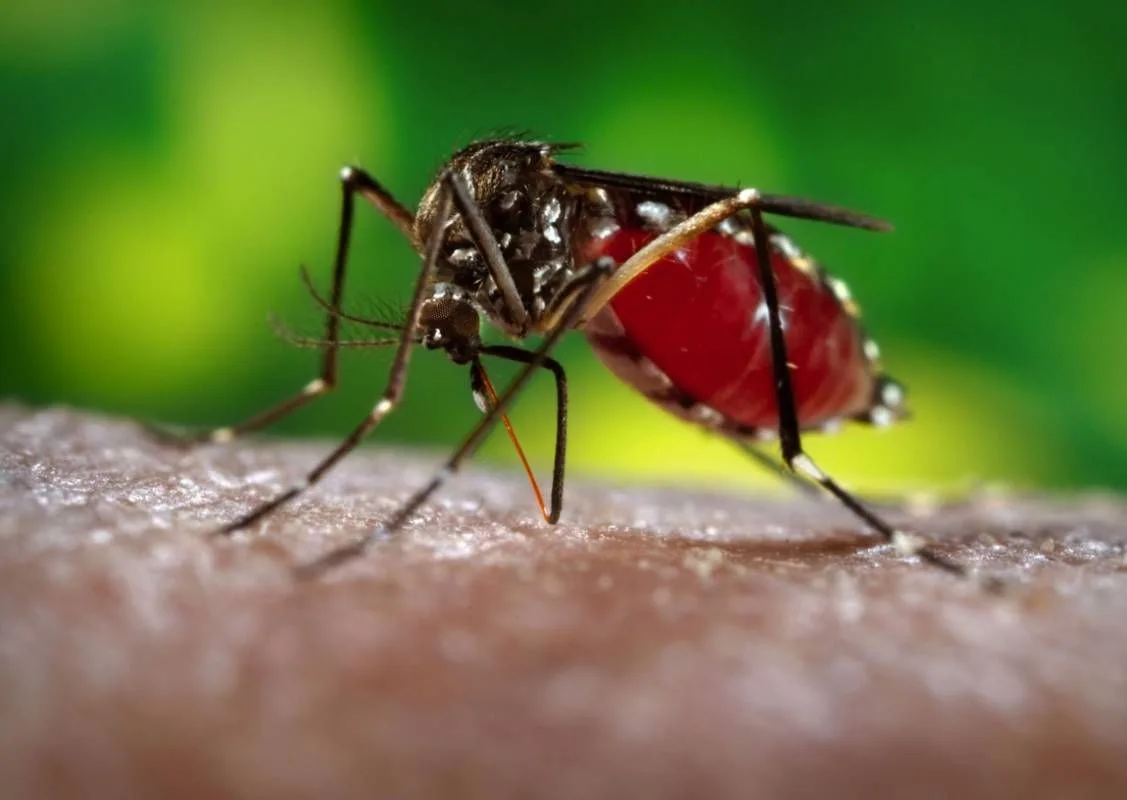 Confirman 120 casos de dengue y uno de zika en el país
