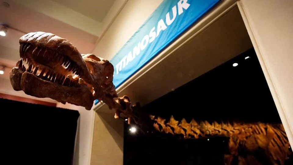 El titanosaurio hallado en la Patagonia, exhibido en Nueva York.