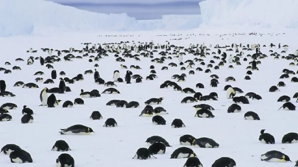 Mueren pingüinos en la Antártida