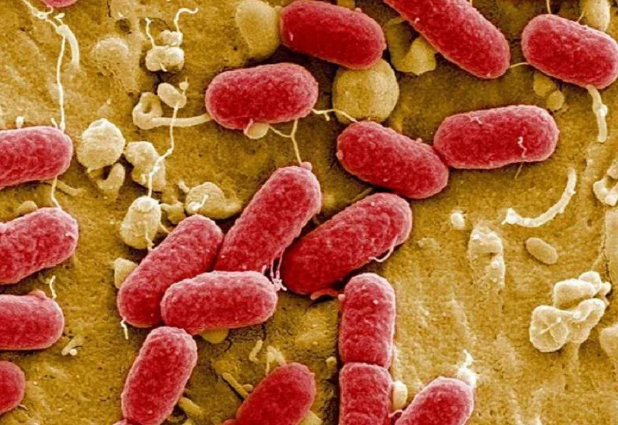 Preocupación en EE.UU: Primer caso de una bacteria que resiste a todos los antibióticos