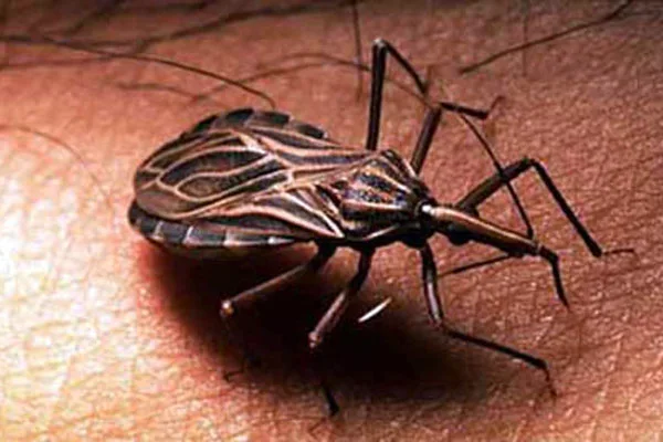 La vinchuca es la encargada de propagar el Mal de Chagas.