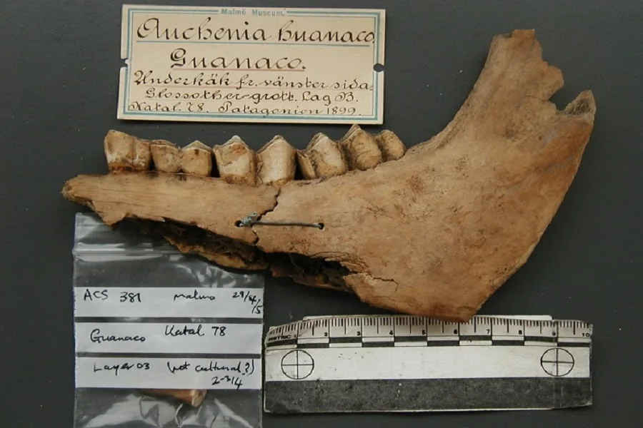 Revelan el por qué se extinguió la megafauna de la Patagonia