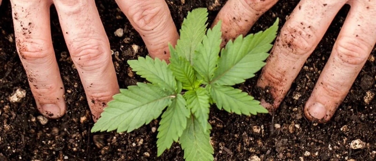 Sobreseyeron a una mujer que cultivaba cannabis por su consumo problemático de cocaína
